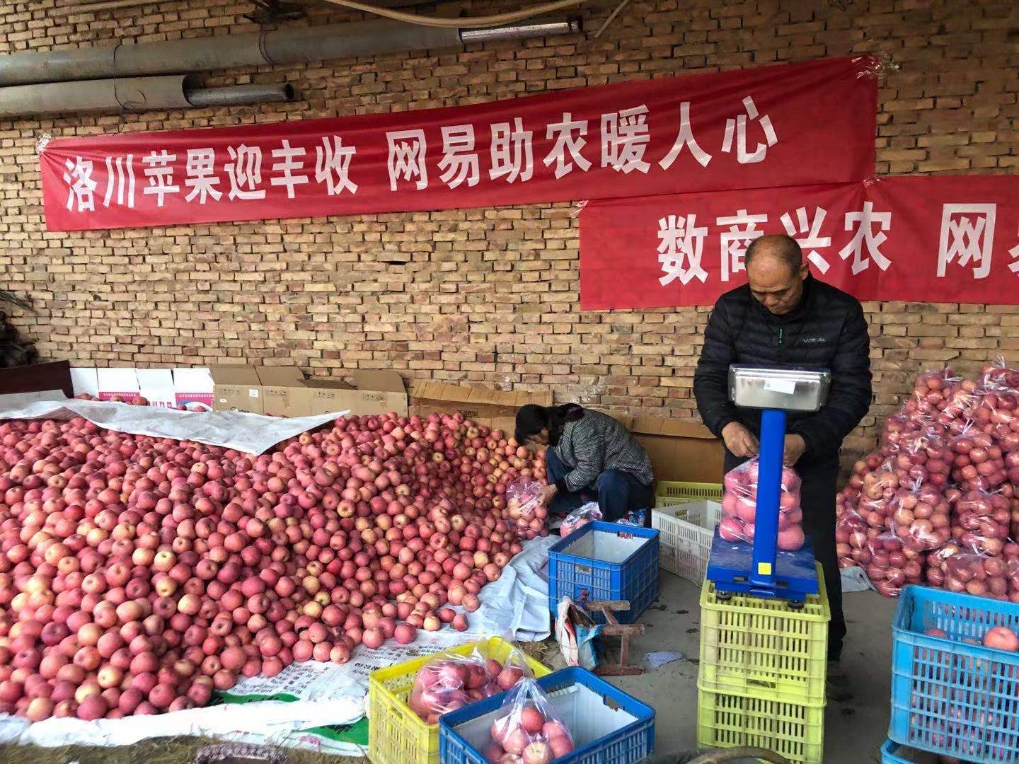 數商興農,網易嚴選助力陜貨出山